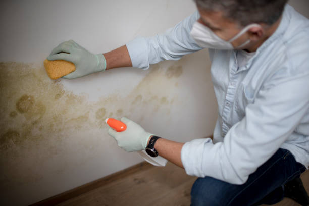 Best Office Mold Removal Services  in Coweta, OK