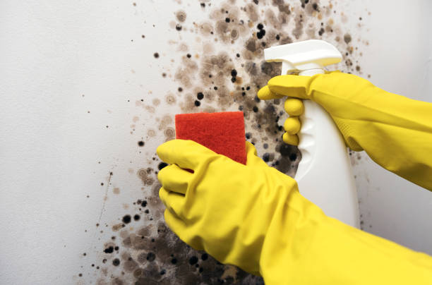 Coweta, OK Mold Removal Company