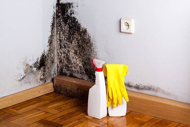 Best Same-Day Mold Removal  in Coweta, OK