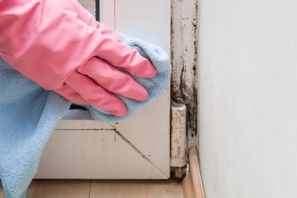 Best Toxic Mold Removal  in Coweta, OK